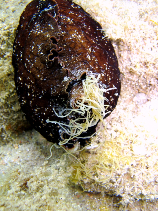 Aplysia fasciata: spawning Aplysia fasciata: spawning