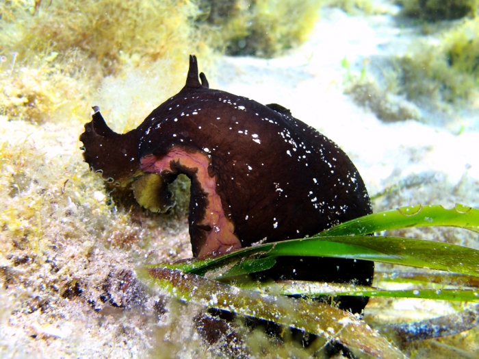 Aplysia fasciata Aplysia fasciata