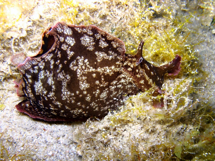 Aplysia fasciata Aplysia fasciata