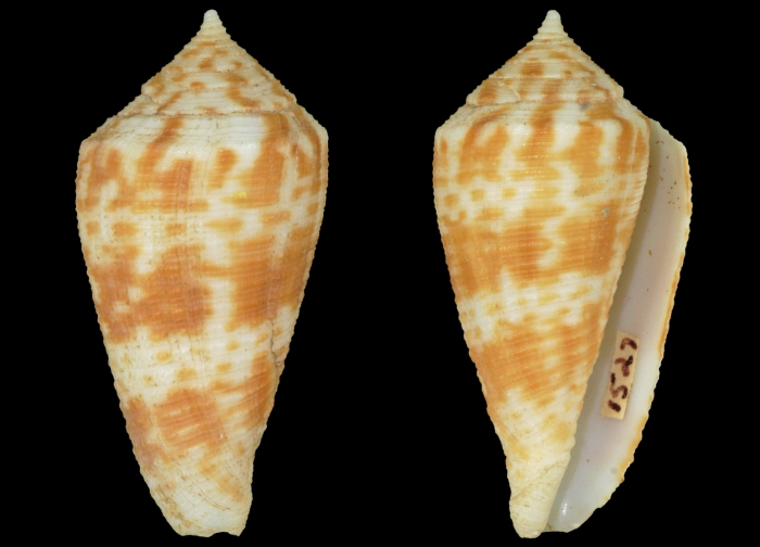 Phasmoconus grangeri