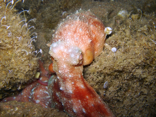 Callistoctopus macropus