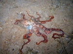 Callistoctopus macropus