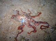 Callistoctopus macropus