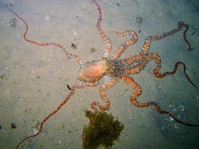 Callistoctopus macropus