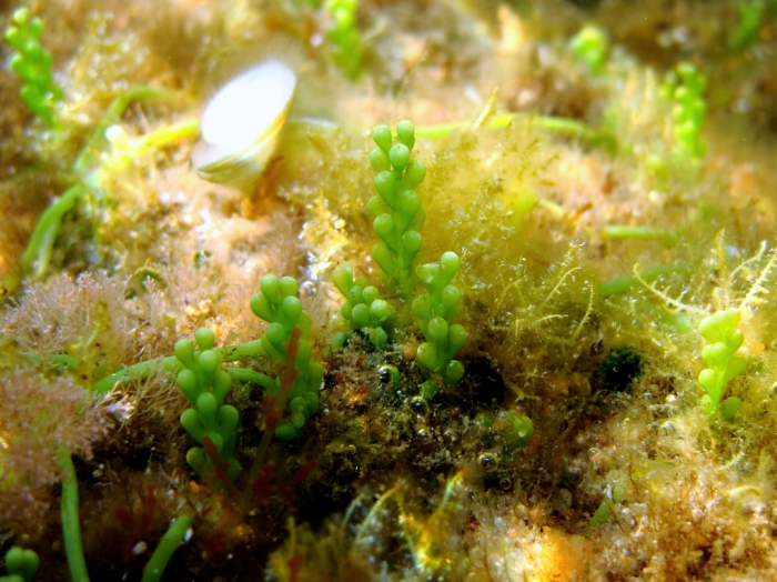 Caulerpa racemosa Caulerpa racemosa