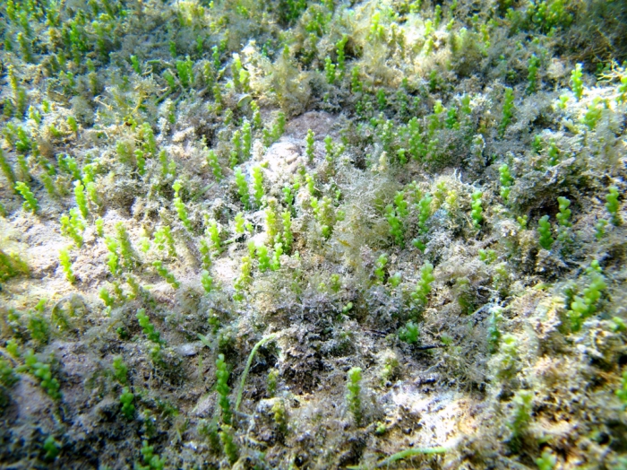 Caulerpa racemosa