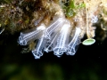 Tunicata (sea squirts)