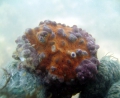 Porifera (sponges)