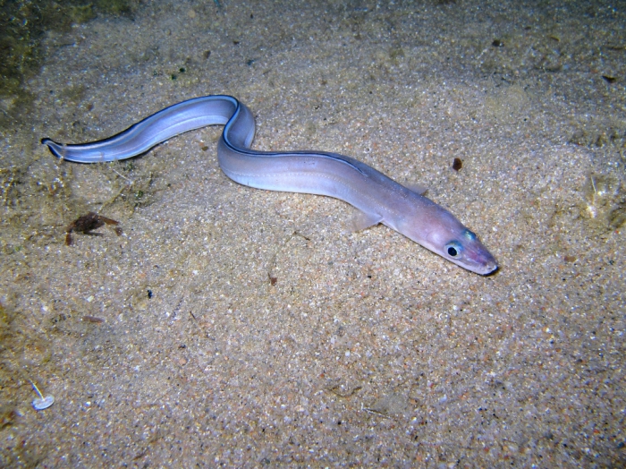 Conger conger Conger conger