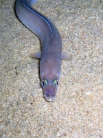 Anguilliformes