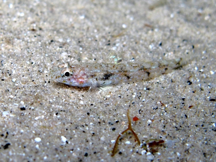 Deltentosteus quadrimaculatus (female) Deltentosteus quadrimaculatus (female)