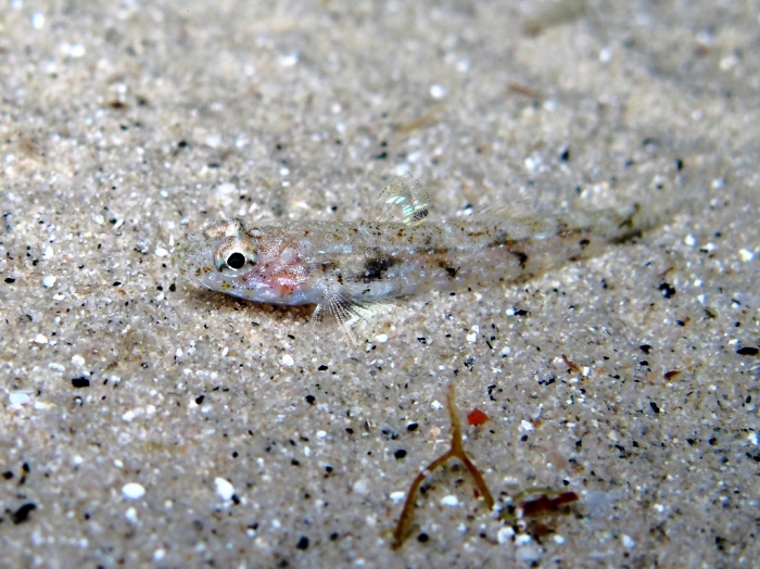 Deltentosteus quadrimaculatus (female)