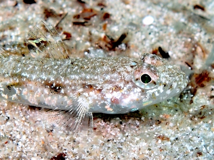 Deltentosteus quadrimaculatus (female) Deltentosteus quadrimaculatus (female)