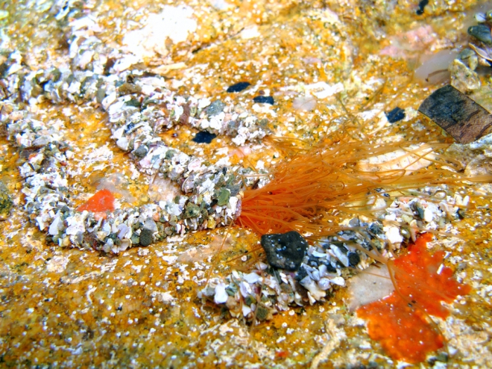 Eupolymnia cf. nebulosa Eupolymnia cf. nebulosa