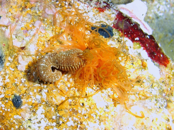 Eupolymnia cf. nebulosa Eupolymnia cf. nebulosa