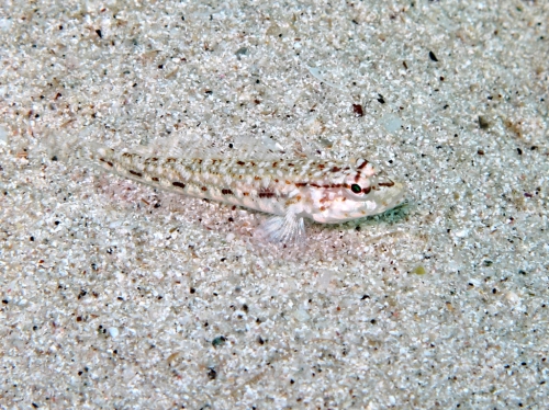 Gobius geniporus (juvenile)