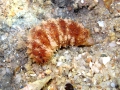 Holothuroidea (sea cucumbers)
