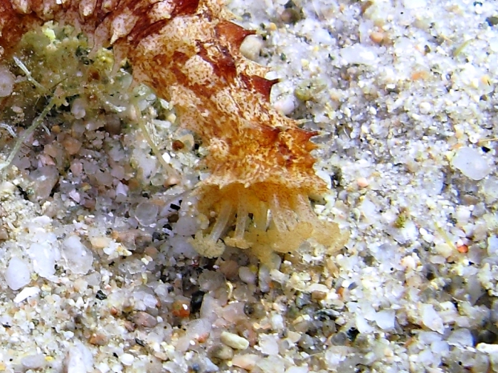 Holothuria impatiens Holothuria impatiens