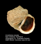 Amphibola crenata