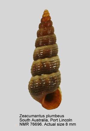 Zeacumantus plumbeus