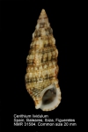 Cerithium lividulum