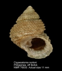Clypeostoma nortoni