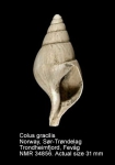 Colus gracilis