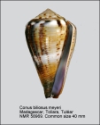 Conus biliosus meyeri