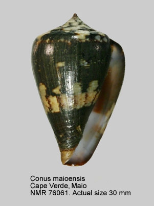 Conus maioensis