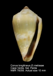 Conus longilineus