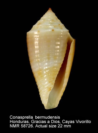 Conasprella bermudensis