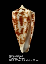 Conus collisus