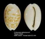 Cribrarula catholicorum