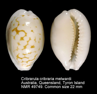 Cribrarula cribraria melwardi