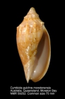 Cymbiola (Cymbiolacca) pulchra moretonensis