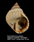 Echinolittorina australis