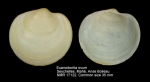 Euanodontia ovum
