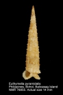 Euthymella pyramidalis