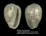 Gibberula philippii