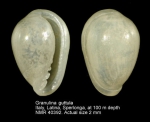 Granulina guttula