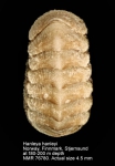 Hanleyidae