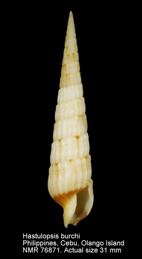 Hastulopsis burchi