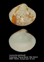 Lioconcha berthaulti
