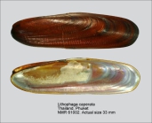 Lithophaga caperata