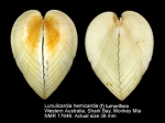 Lunulicardia hemicardium