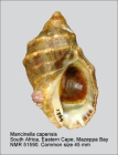 Mancinella capensis