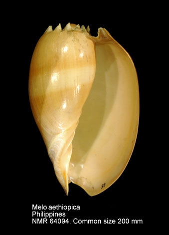 Melo aethiopicus