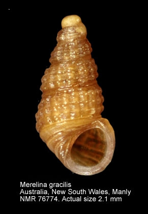Merelina gracilis