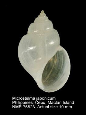Microstelma japonicum