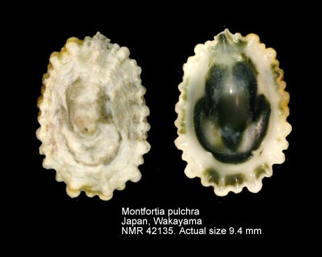Montfortia pulchra